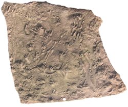 A metre-sized block of early Pennsylvanian sandstone covered with fossil tracks from the Maringouin Peninsula of New Brunswick